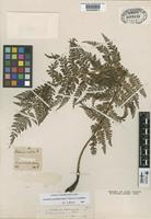 Type of Dicksonia andina Phil. [family CYATHEACEAE]