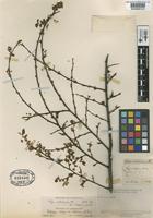 Type of Fagus valdiviana Phil. [family FAGACEAE]