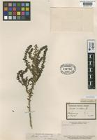 Lectotype of Suaeda multiflora Phil. [family CHENOPODIACEAE]