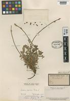 Type of Acaena fuegina Phil. [family ROSACEAE]