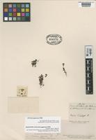 Holotype of Ourisia pygmaea Phil. [family SCROPHULARIACEAE]