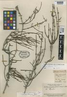 Type of Ephedra breana Phil. [family EPHEDRACEAE]