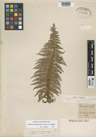 Type of Dicksonia andina Phil. [family CYATHEACEAE]
