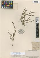 Type of Suaeda parvifolia Phil. [family CHENOPODIACEAE]