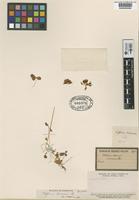 Type of Trifolium limonium Phil. [family LEGUMINOSAE]