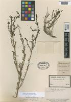 Type of Suaeda parvifolia Phil. [family CHENOPODIACEAE]