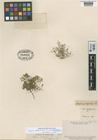 Type of Sagina pachyrrhiza Phil. [family CARYOPHYLLACEAE]