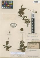 Type of Acaena hirsuta Phil. [family ROSACEAE]