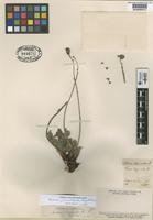 Type of Acaena oligacantha Phil. [family ROSACEAE]