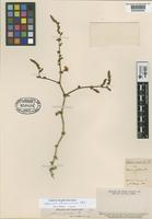 Type of Adesmia glandulosa Phil. [family LEGUMINOSAE]