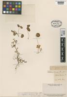 Type of Trifolium limonium Phil. [family LEGUMINOSAE]