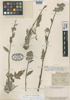 Isotype of Phacelia circinata (Willd.) Jacq. var. acutiloba A.DC. ex DC. [family HYDROPHYLLACEAE]