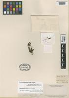 Holotype of Ourisia diazi Phil. [family SCROPHULARIACEAE]