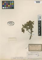 Type of Fagus dombeyi Mirb. var. microphylla Phil. [family FAGACEAE]