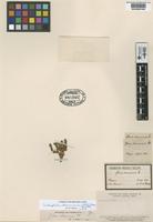 Type of Glaux atacamensis Phil. [family PRIMULACEAE]