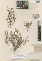 Lectotype of Salicornia magellanica Phil. [family CHENOPODIACEAE]