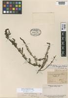 Type of Suaeda tenuifolia Phil. [family CHENOPODIACEAE]