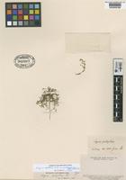 Type? of Sagina pachyrrhiza Phil. [family CARYOPHYLLACEAE]