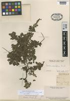 Type of Acaena hirsuta Phil. [family ROSACEAE]