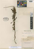 Isotype of Acaena venulosa Griseb. [family ROSACEAE]