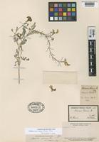 Type of Adesmia palenae Phil. [family LEGUMINOSAE]