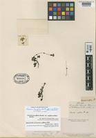 Holotype of Ourisia uniflora Phil. [family SCROPHULARIACEAE]