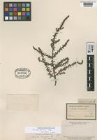 Type of Suaeda brevifolia Phil. [family CHENOPODIACEAE]