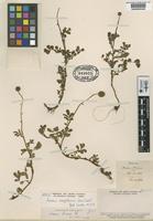 Type? of Acaena krausei Phil. [family ROSACEAE]
