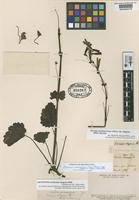 Lectotype of Ourisia elegans Phil. [family SCROPHULARIACEAE]
