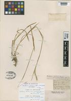 Syntype of Hordeum chilense Brongn. var. pseudosecalinum Hauman [family GRAMINEAE]