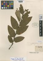 Lectotype of Fagus nervosa Phil. [family FAGACEAE]