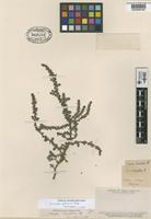 Type of Suaeda brevifolia Phil. [family CHENOPODIACEAE]