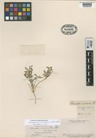 Type of Chnoanthus mendocinus Phil. [family AMARANTHACEAE]