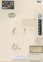 Type of Sagina urbica Phil. [family CARYOPHYLLACEAE]
