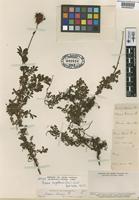 Type? of Acaena krausei Phil. [family ROSACEAE]