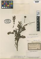 Type of Acaena petiolulata Phil. [family ROSACEAE]
