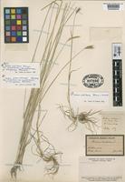 Type of Hordeum chilense Brongn. var. compressum (Griseb.) Haum. [family GRAMINEAE]