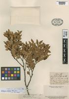 Type of Fagus nitida Phil. [family FAGACEAE]