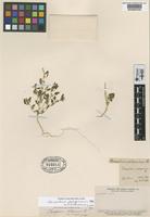 Type of Chenopodium patagonicum Phil. [family CHENOPODIACEAE]