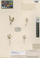 Type of Glaux mucronata Phil. [family PRIMULACEAE]