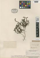 Lectotype of Suaeda divaricata Moq. var. microphylla F. Phil. [family CHENOPODIACEAE]