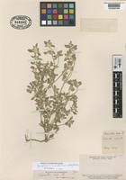 Type of Chnoanthus ovatus Phil. [family AMARANTHACEAE]