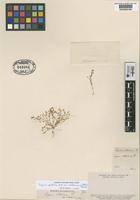 Type of Sagina valdiviana Phil. [family CARYOPHYLLACEAE]