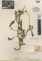 Type of Acaena petiolulata Phil. [family ROSACEAE]