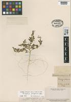 Type of Chenopodium patagonicum Phil. [family CHENOPODIACEAE]