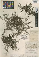 Type of Suaeda divaricata Moq. var. microphylla F. Phil. [family CHENOPODIACEAE]