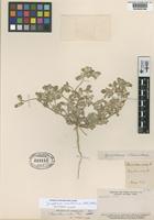 Type of Chnoanthus ovatus Phil. [family AMARANTHACEAE]