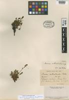 Type of Acaena arthrotricha Bitter [family ROSACEAE]