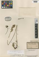 Type of Acaena euacantha Phil. [family ROSACEAE]