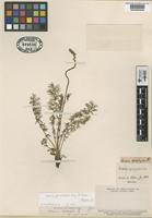 Type of Acaena leptophylla Phil. [family ROSACEAE]